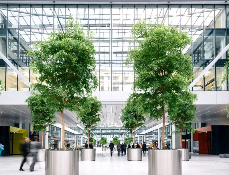 Large faux ficus trees for shopping mall Large faux ficus trees for shopping mall