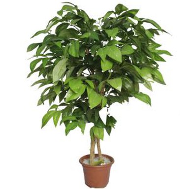 Artificial Potted Tree with Mango Leaves
