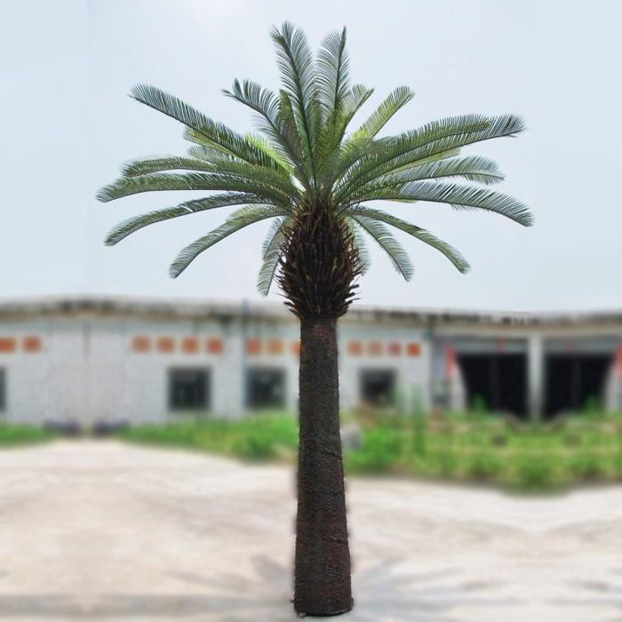 CY-23,cycad-tree,2
