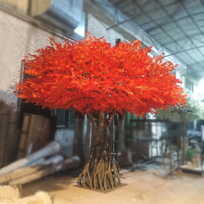 Large Outdoor Japanese Orange Maple Tree