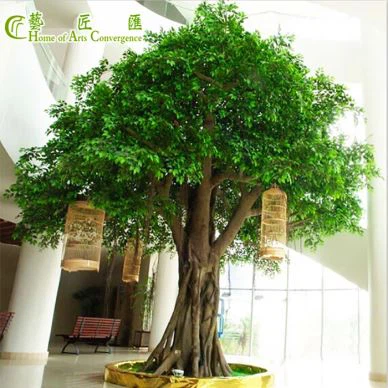 Outdoor Ficus Tree